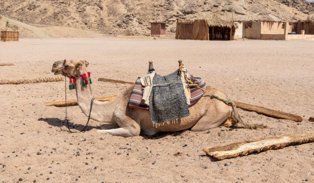 赫尔格达沙漠中的骆驼